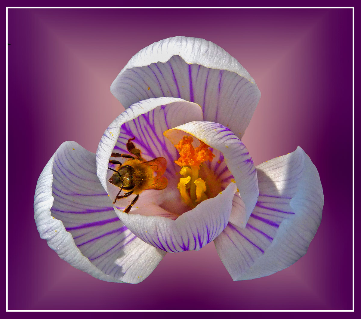 Radiating Crocus