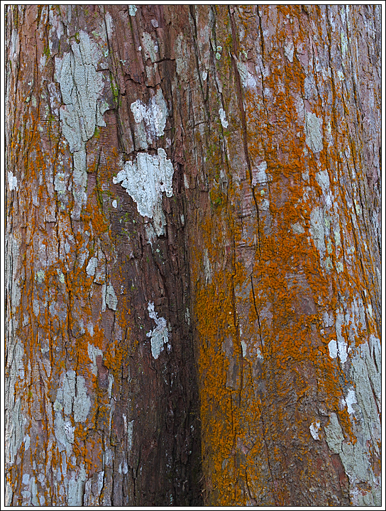 Lichen on Cypress