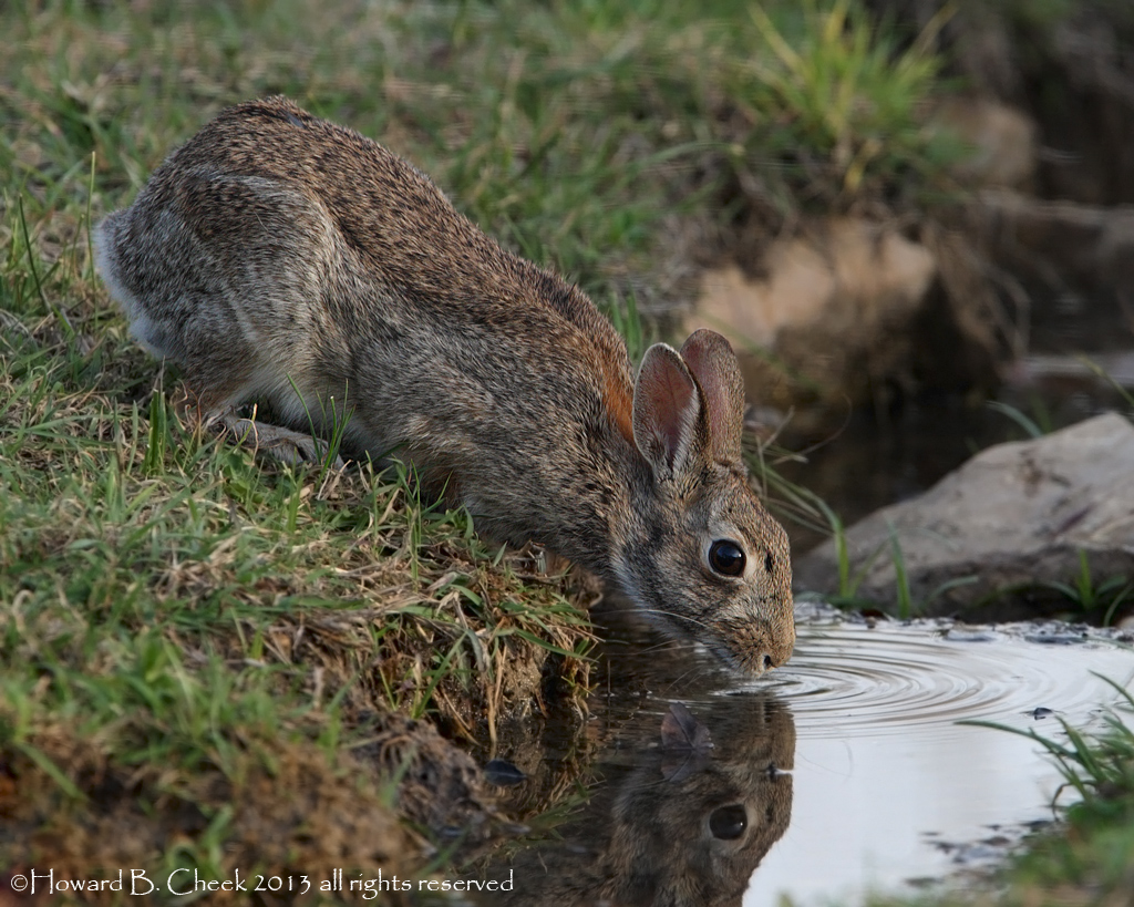 Reflected Drinker
