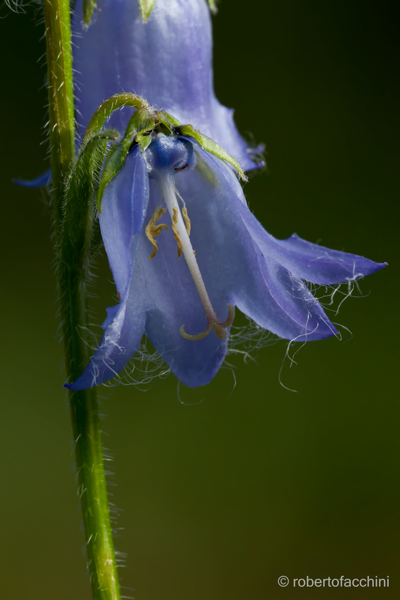 Campanula barbata