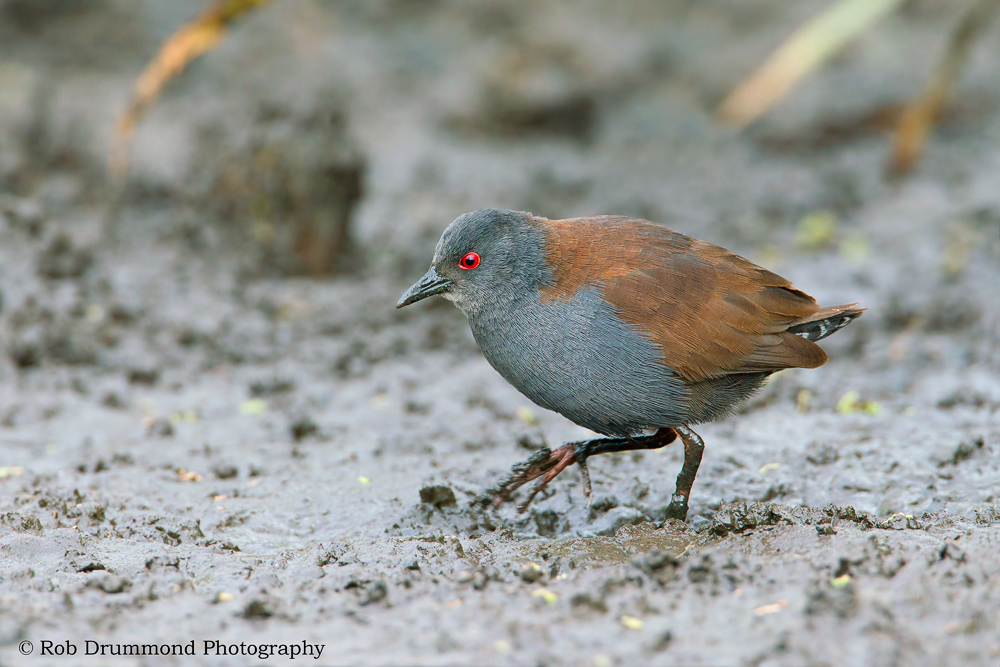 Spotless Crake