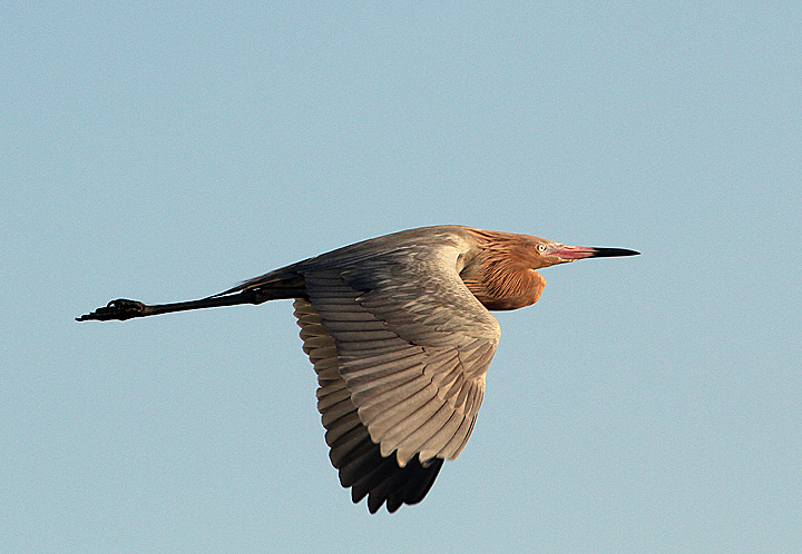 Reddish Egret