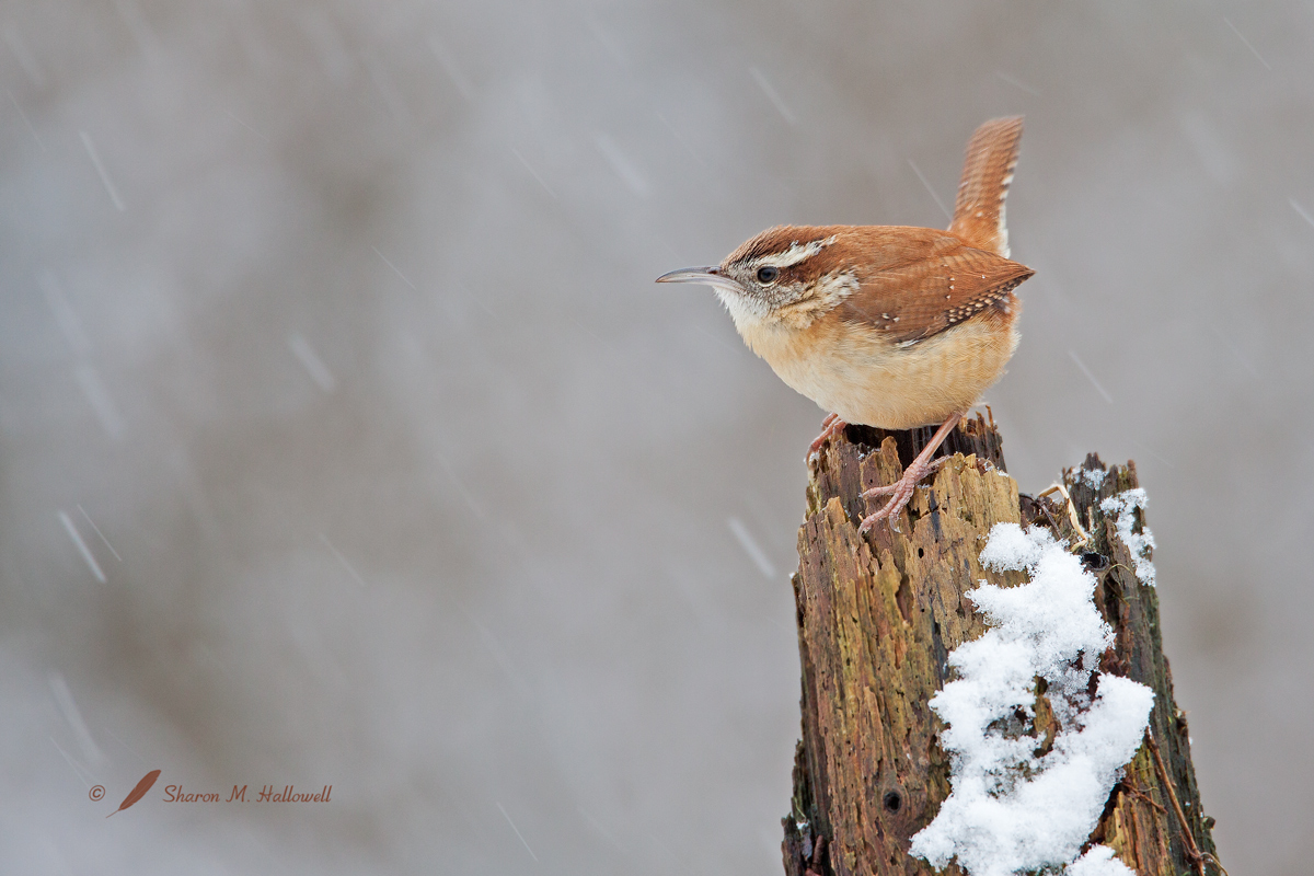 Carolina Wren