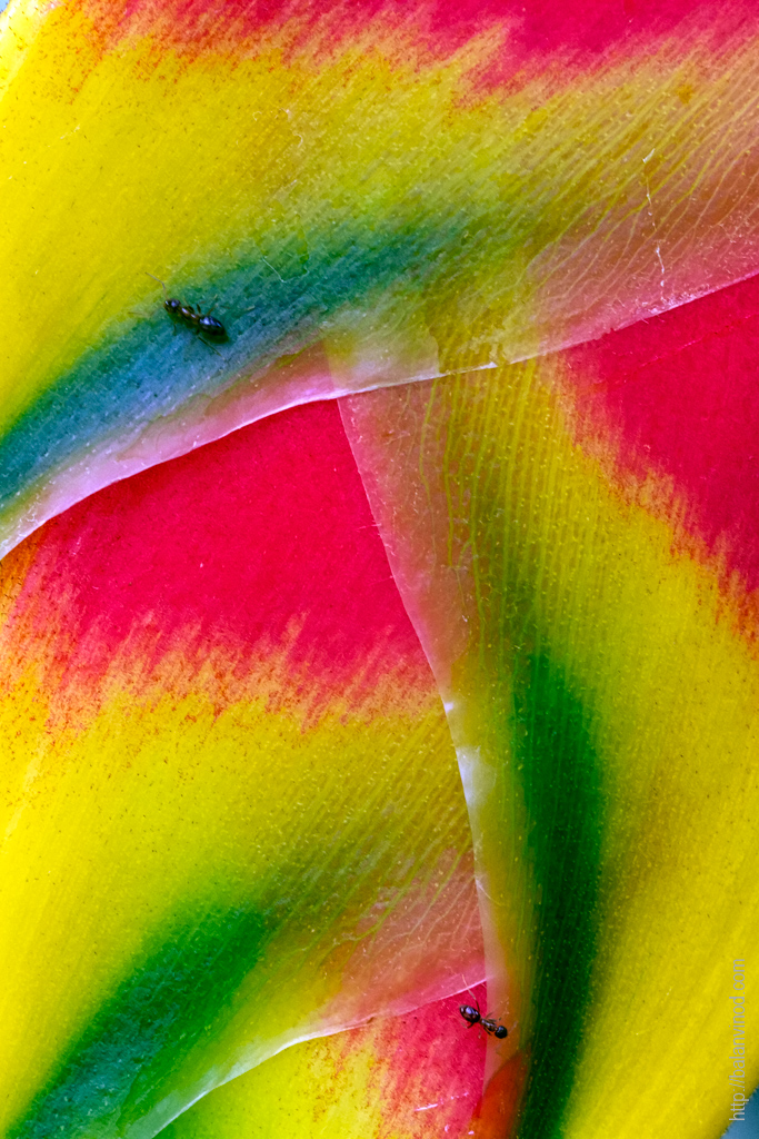 Color Splash