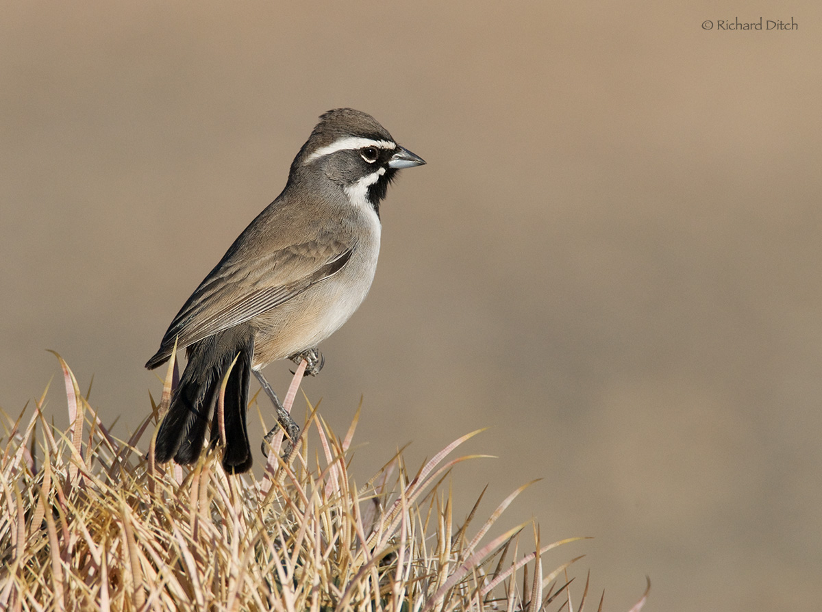 Black-throated Sparrow