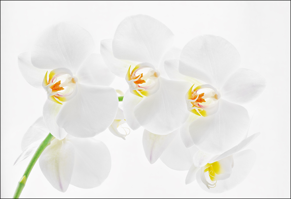 High key Phalaenopsis