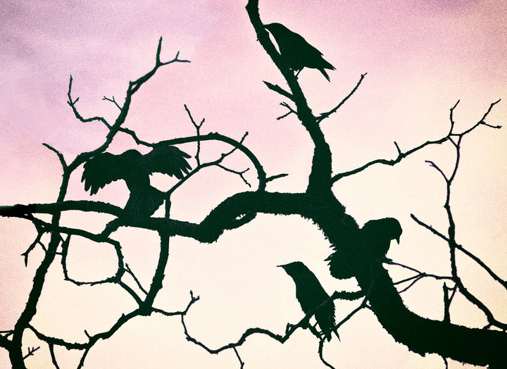 Raven Quartet