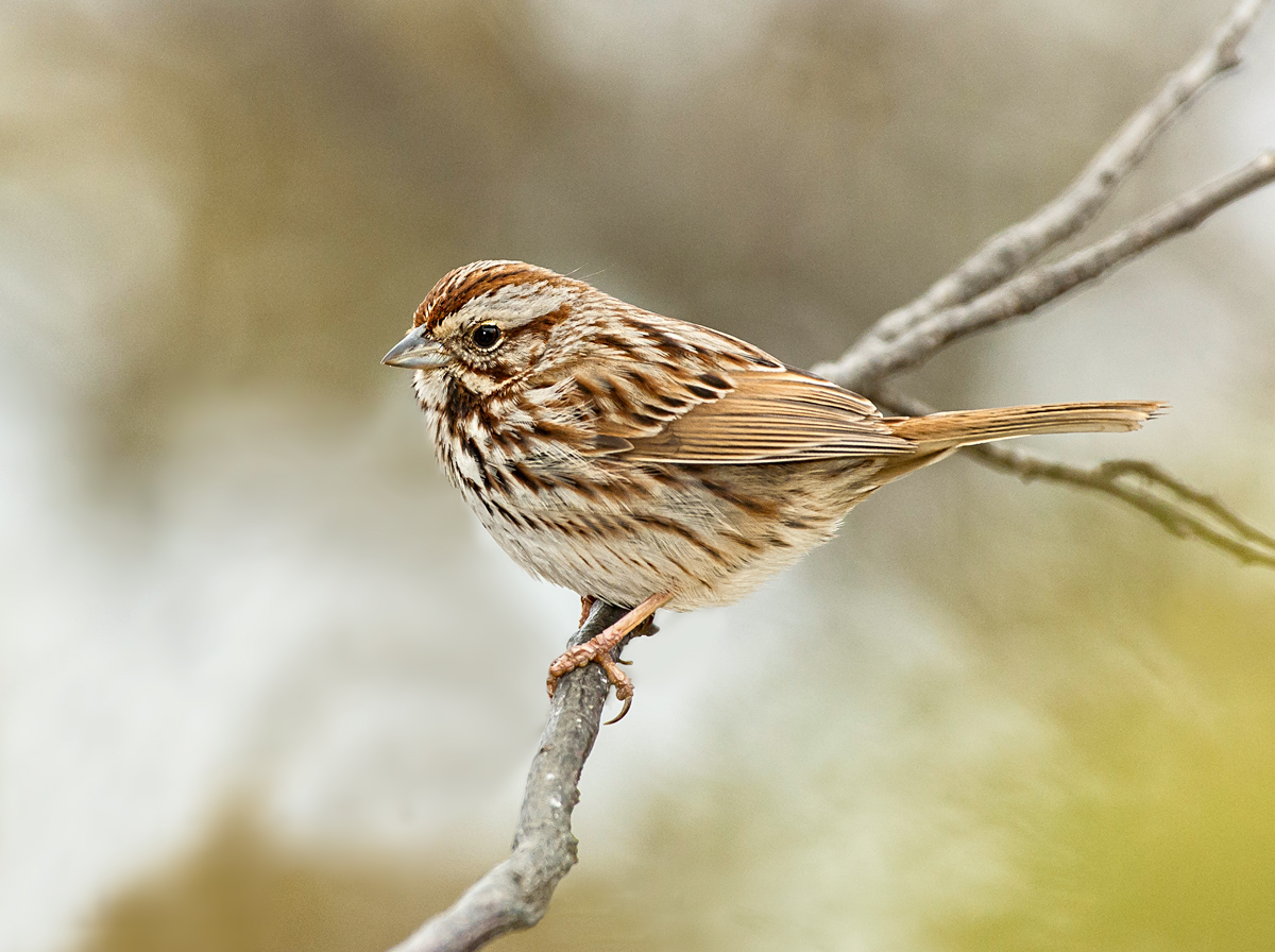 Spring Song Sparrow