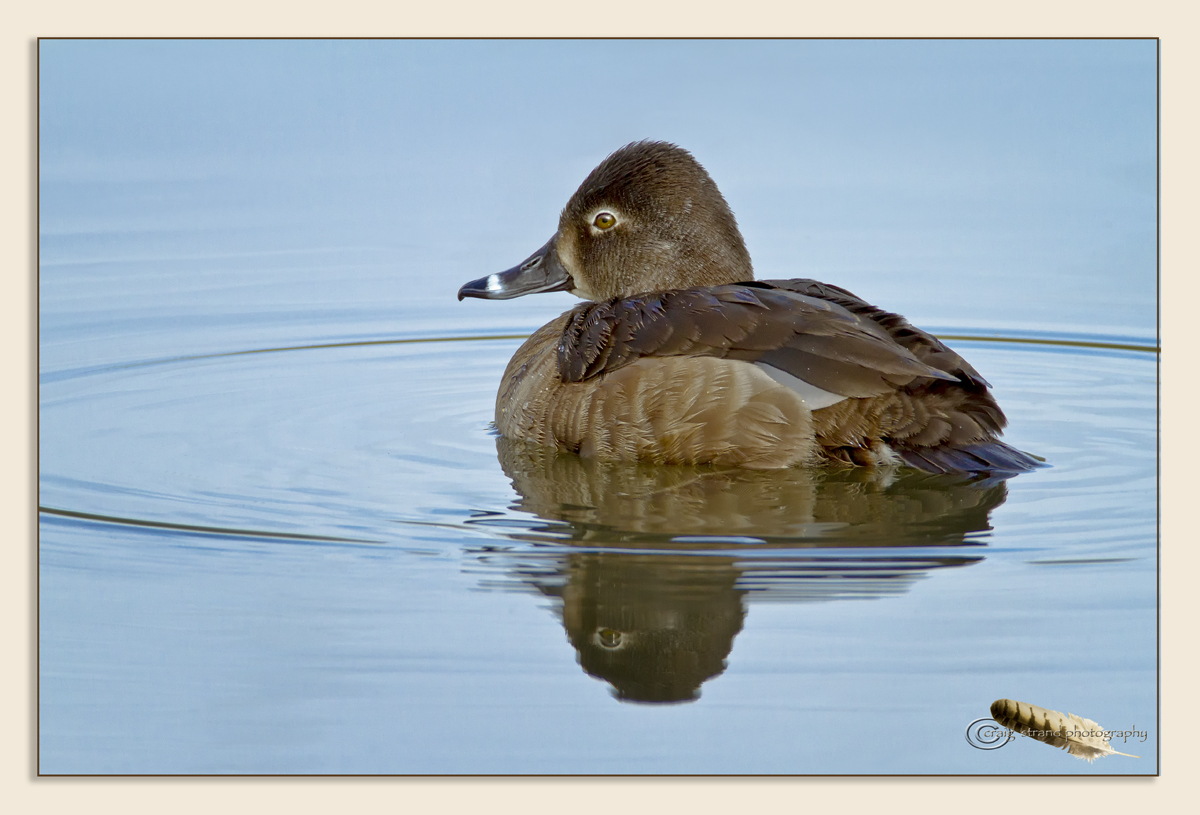 Ring-necked hen