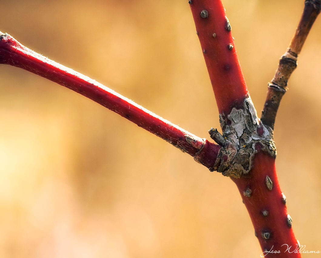 Sun-kissed Branch