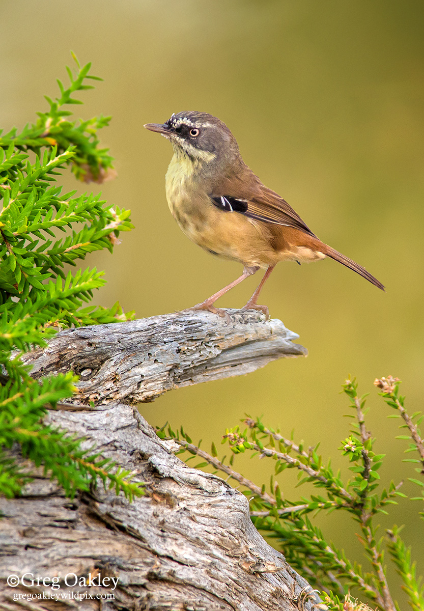 White-browed Scrubwren