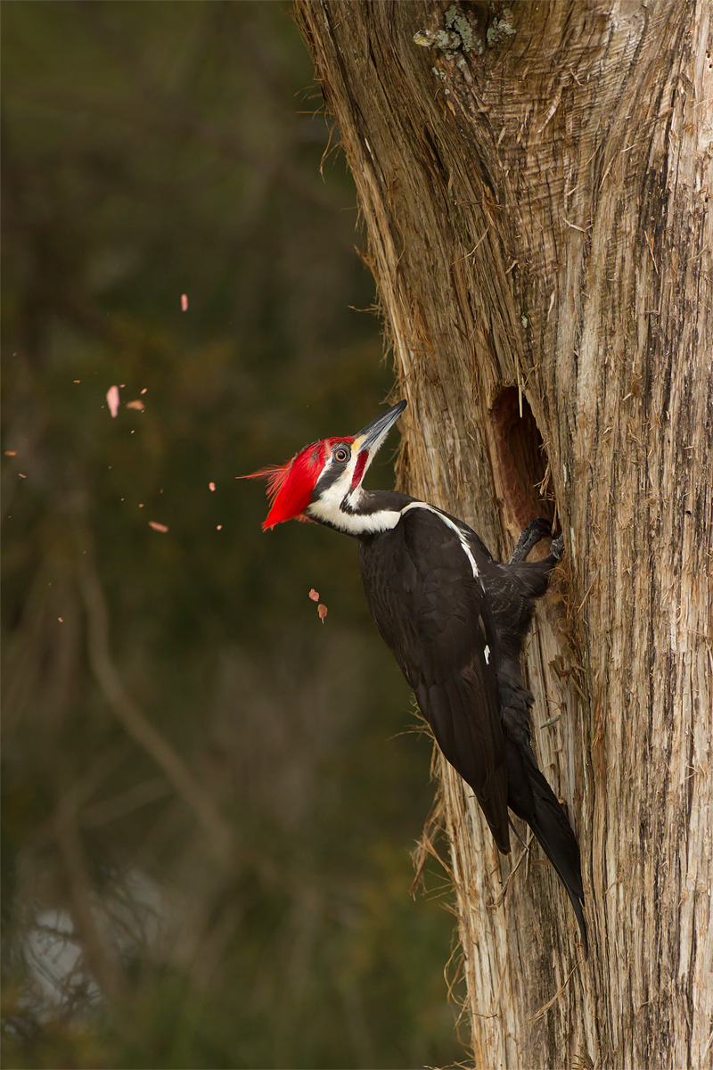 Pileated Nest