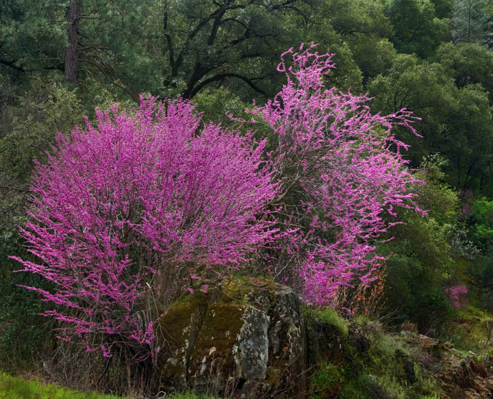 Redbuds