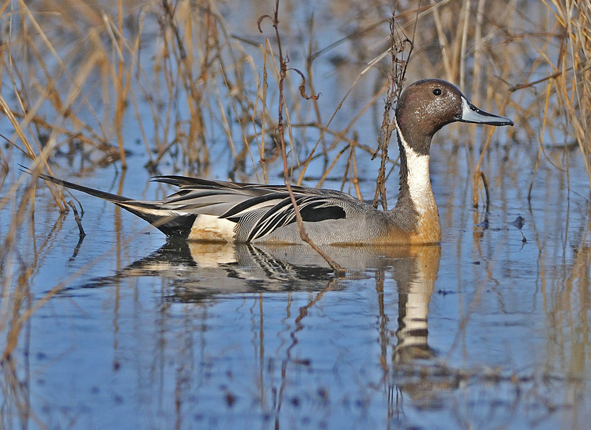 Pintail Drake and Repost