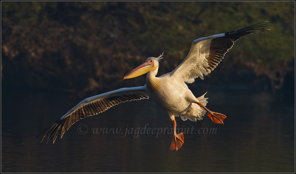 Rosy Pelican