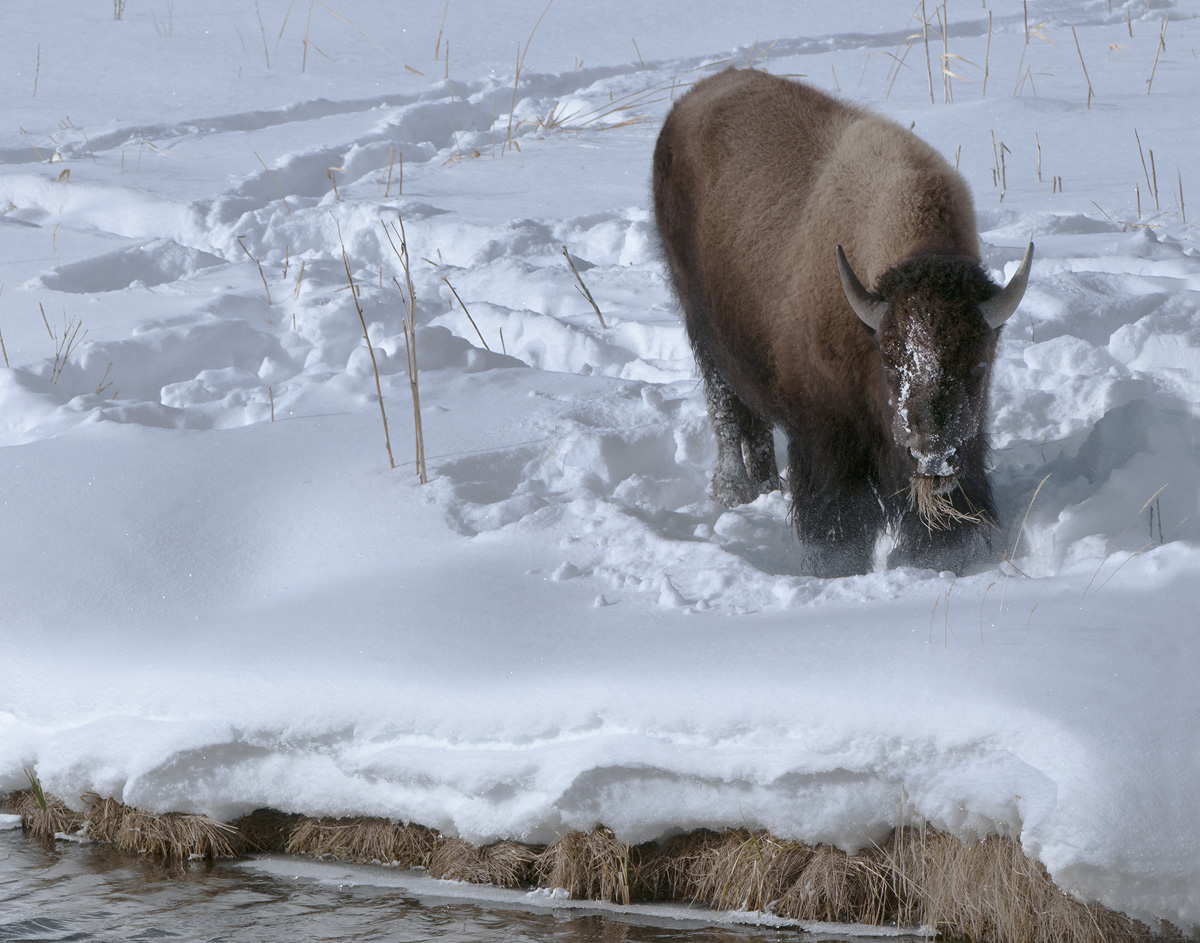 Bison Breakfast
