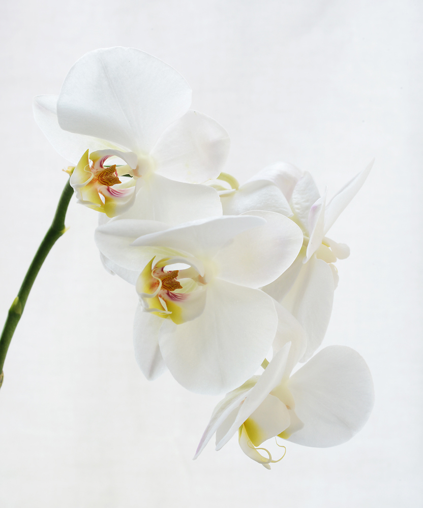   High Key     Orchid  