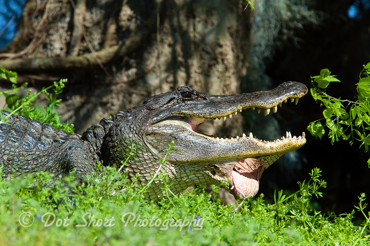 Injured Gator