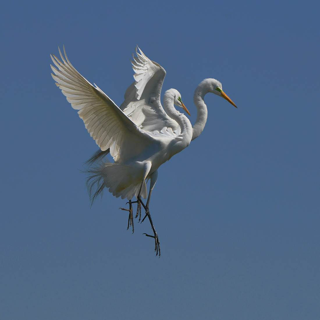Aerial Battle