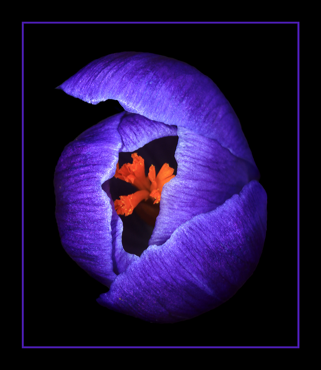 Hatching Crocus
