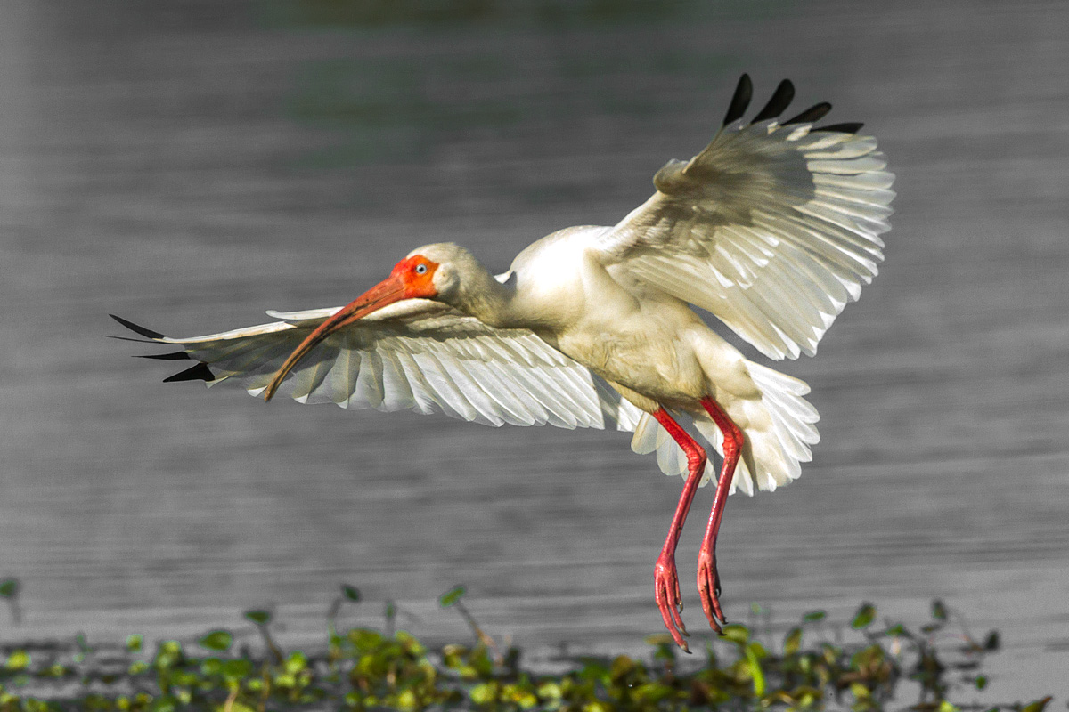 Sunset Ibis