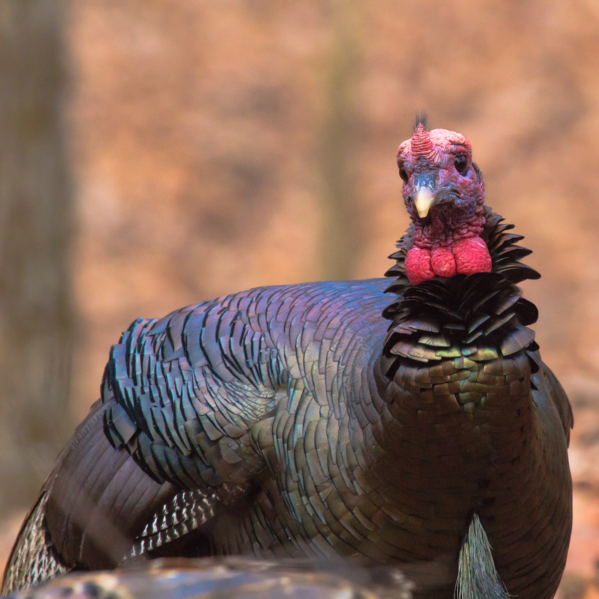 WildTurkey 