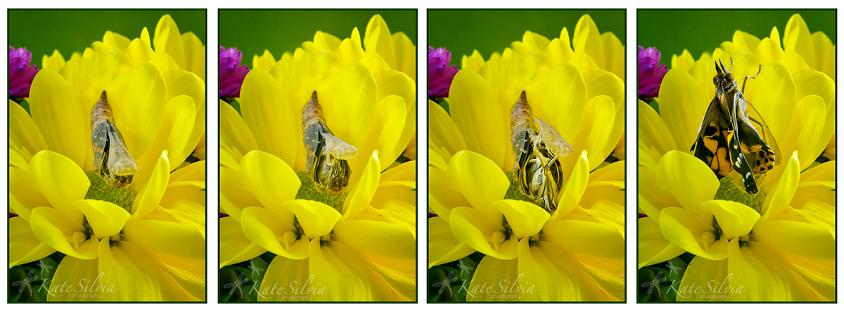 Butterfly Emergence