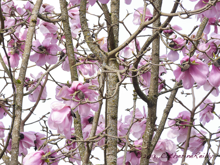 Tulip Tree