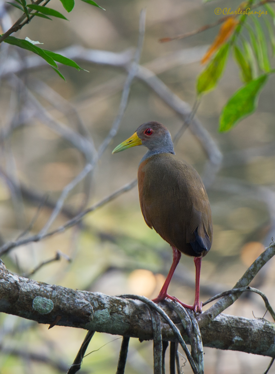 Gray-necked Wood Rail