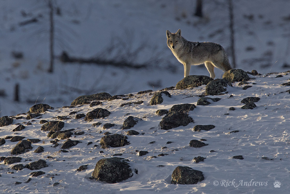 Rim Lit Coyote