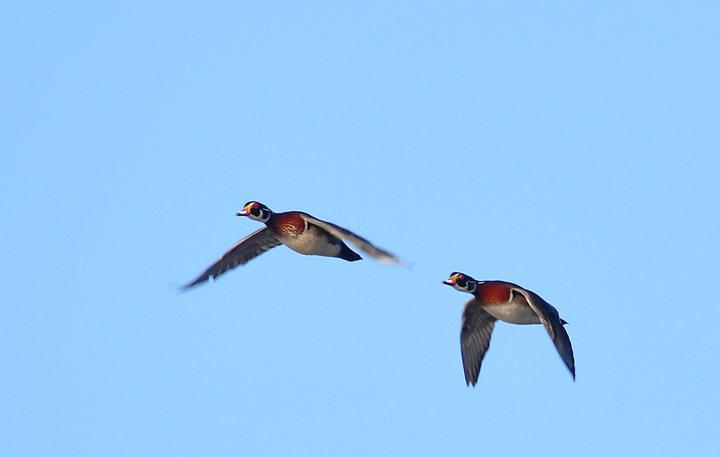 Male Altitude
