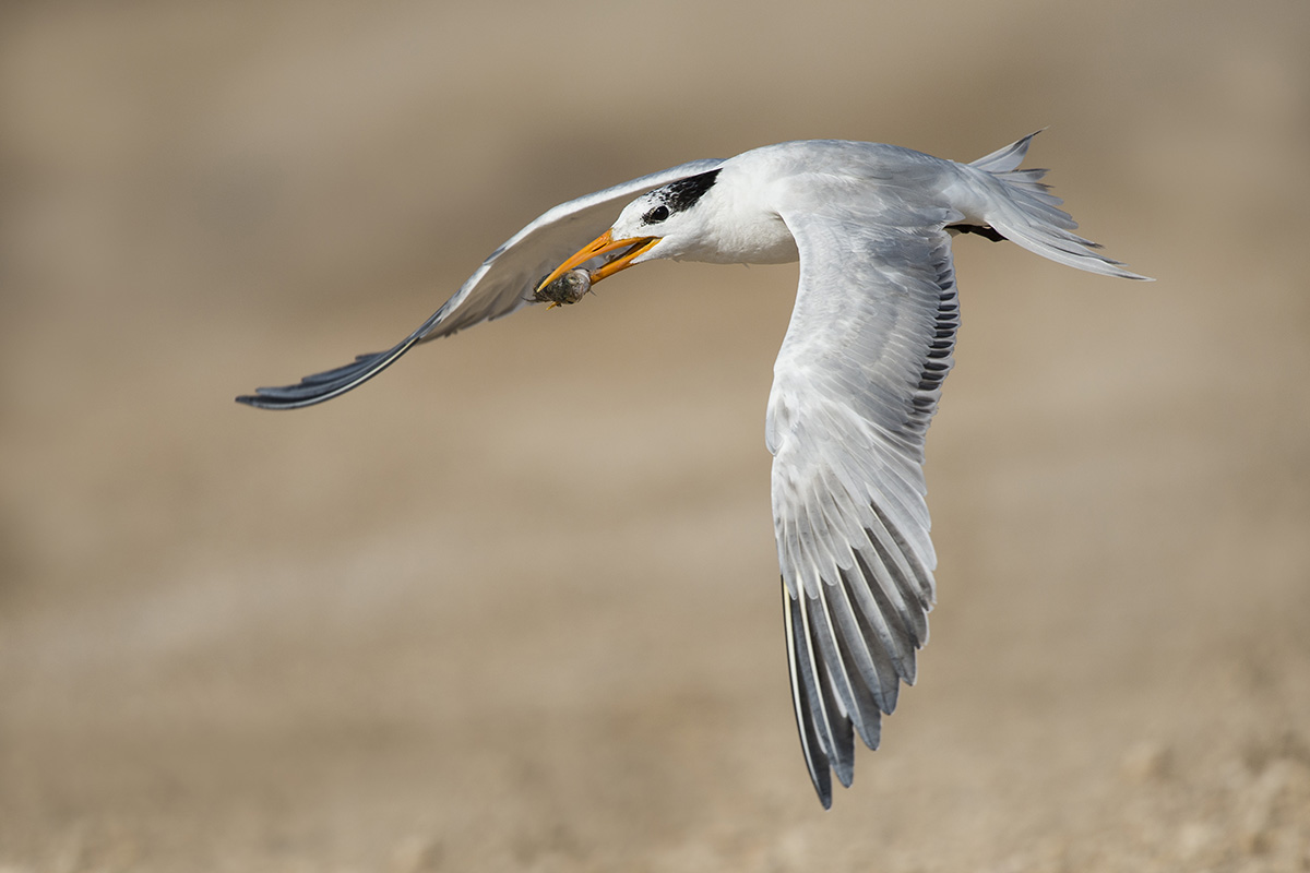 Royal Tern