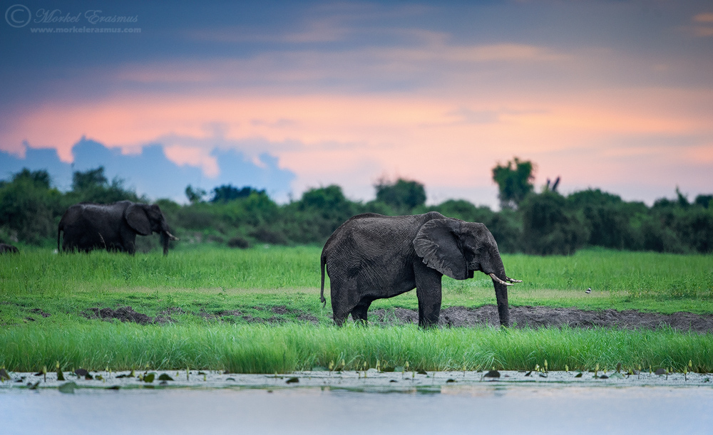 Chobe Sunset
