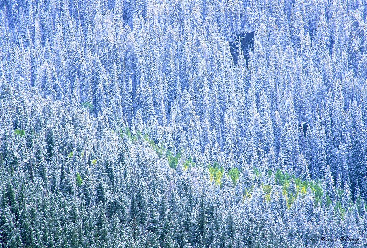 Autumn's Remnant