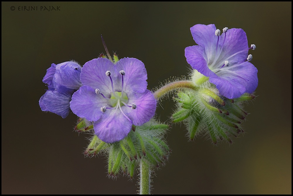 Wild Heliotrope