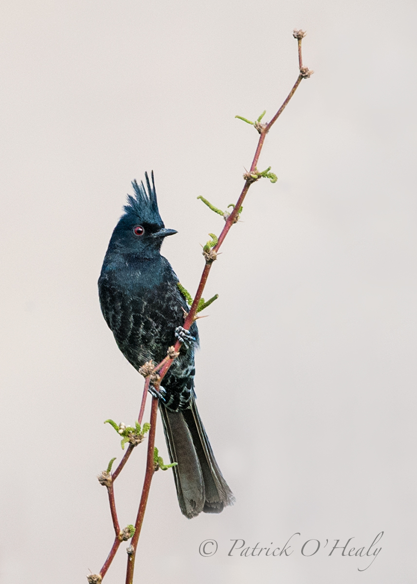 Phainopepla