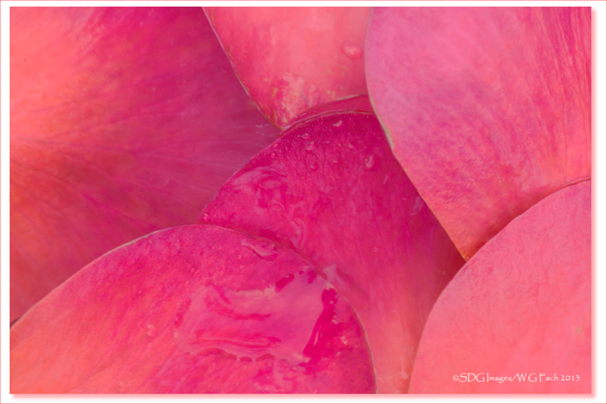 Petalscape