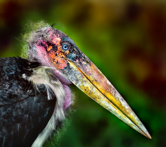 The Marabou Stork 