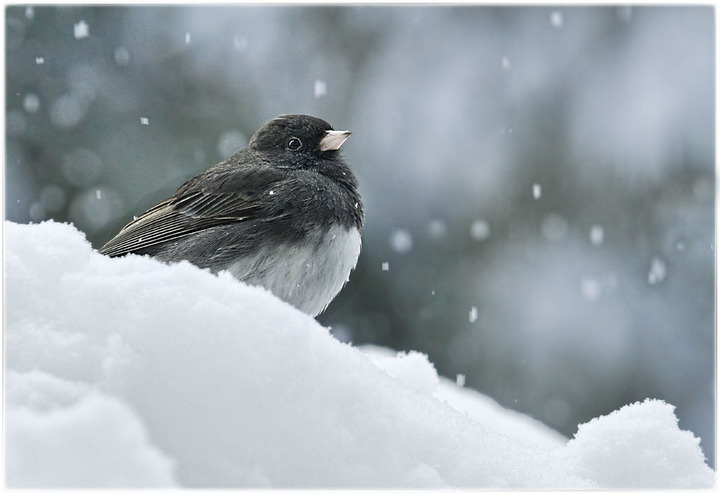 Dark Eyed Junco