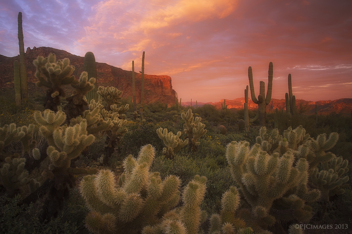 Prickly Pink Peralta