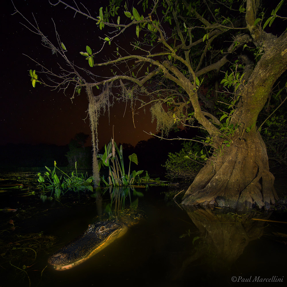 Wildlife - 1st Place