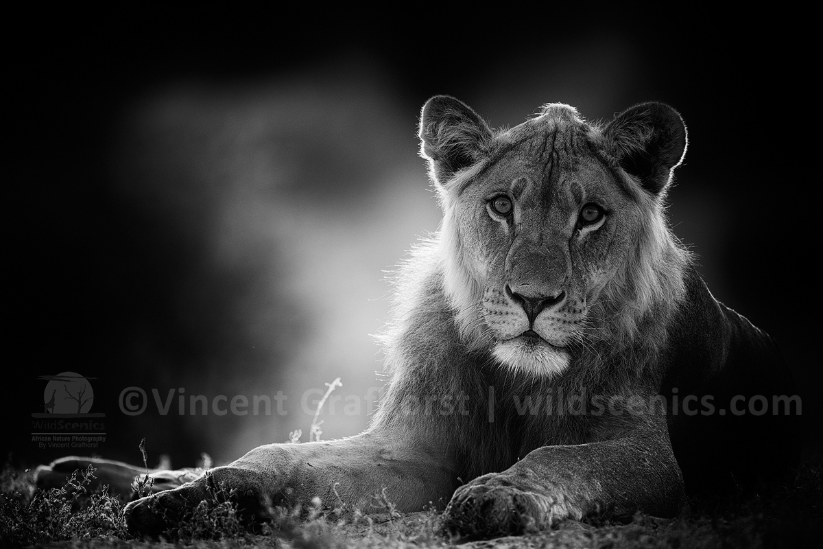 Pinhole Lion
