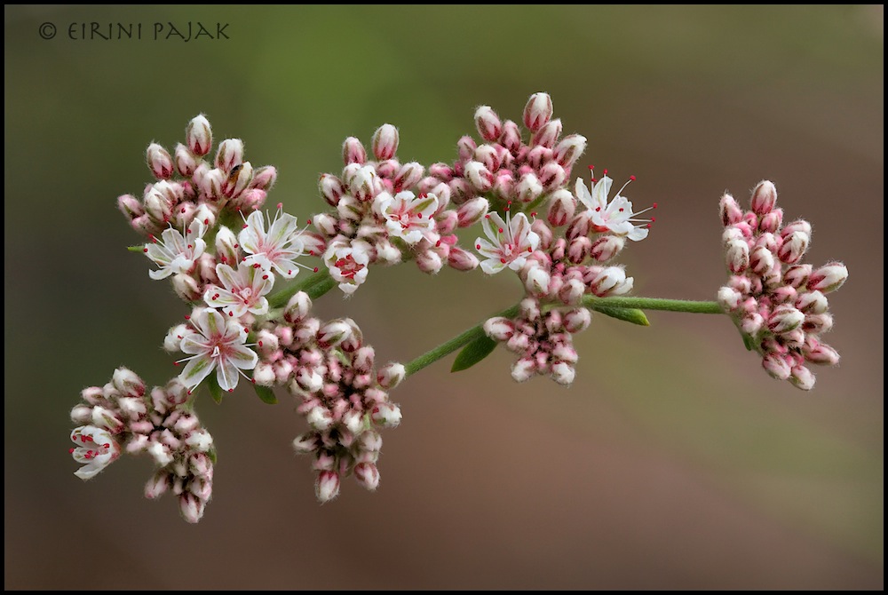 Mohave Buckwheat