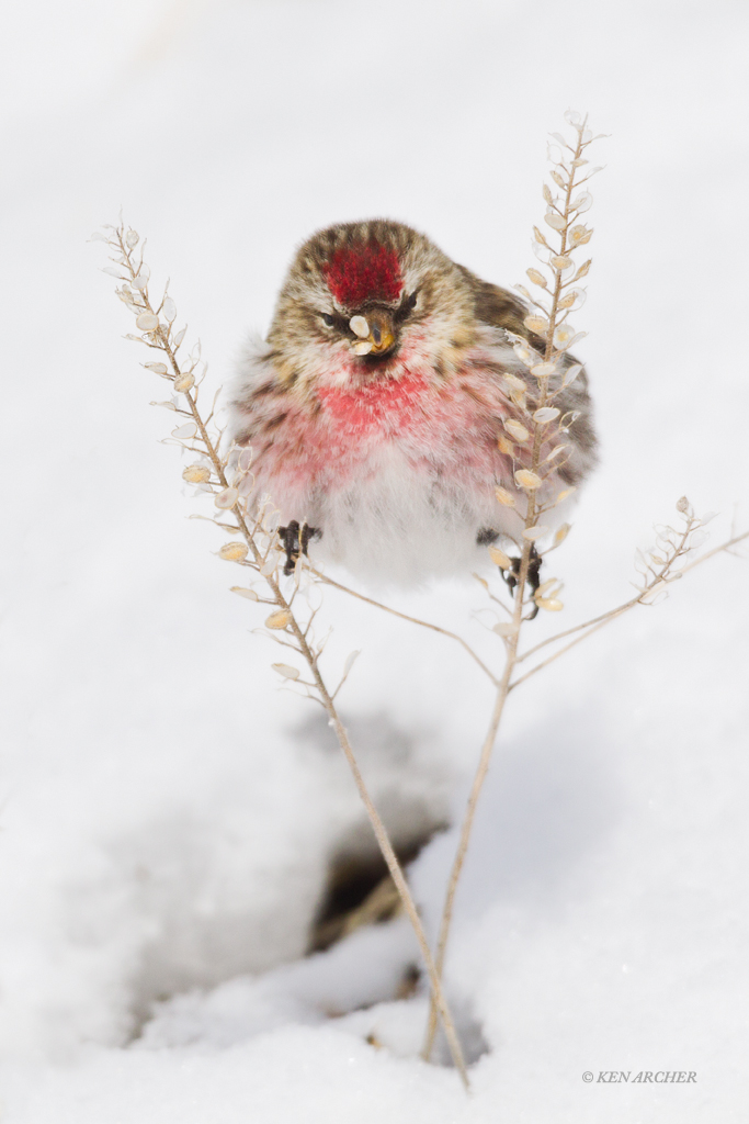 Common Redpole