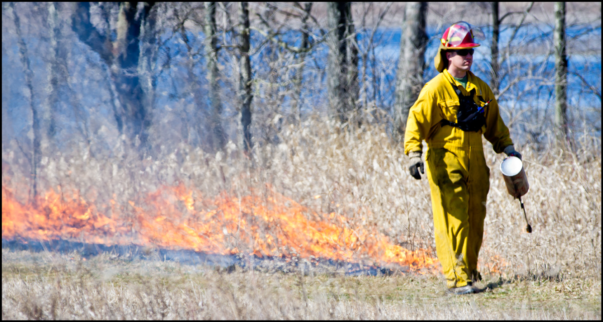 Burn at Nelson Lake II
