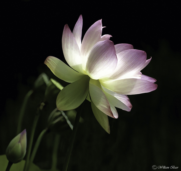The Lotus Flower