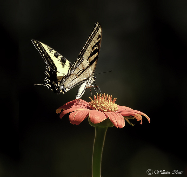 Swallow Tail