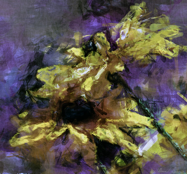 Black Eyed Susans