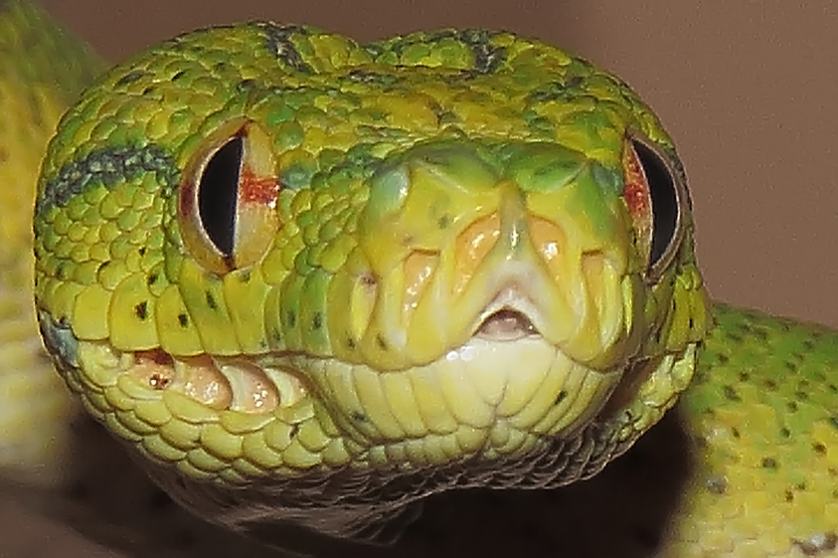 Green tree python   (C)