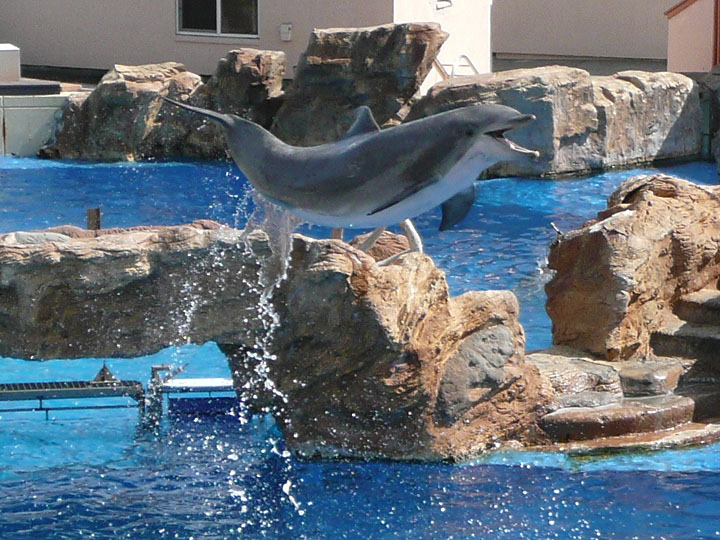 Belly flop! (zoo)